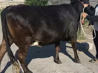 Vaca, Raza Holstein — foto 5