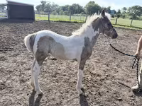 घोड़ी, Pinto horses — फ़ोटो 1