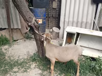 Ram, Edilbay sheep — photo 3
