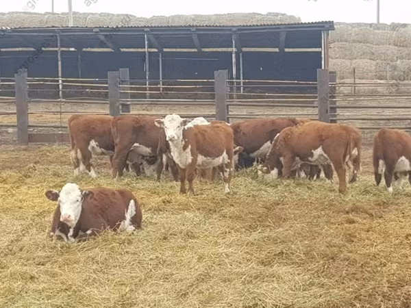 Cow, Hereford