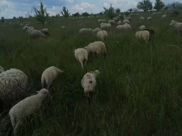 Баран, Меринос овца