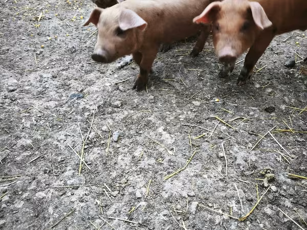 Boar, Дюрок