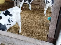 Bull, Holstein breed — photo 4