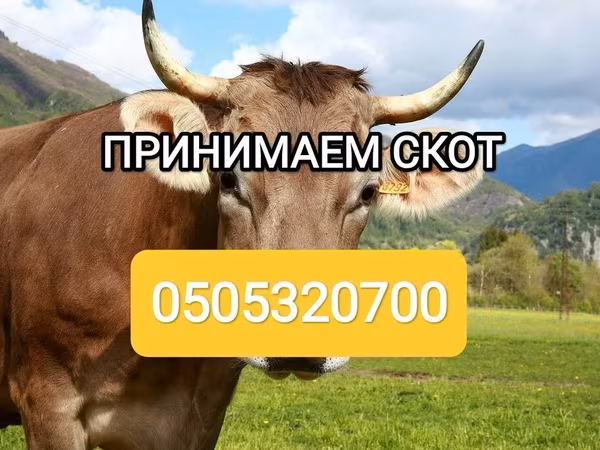 Бұқа, Ірі қара — Қырғызстан