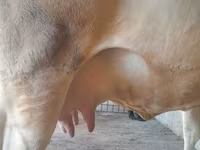 Cow, Holstein breed — photo 7