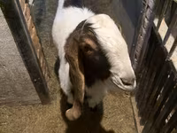 Cabro, Kamori goats — foto 2