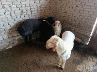 Ram, Sheep — photo 2