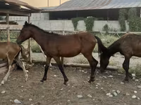 Yegua, Caballos — foto 4