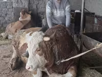 Бұқа, Simmental cattle — 1-сурет