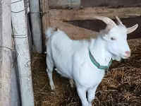 تيس, Saanen goat — الصورة 3