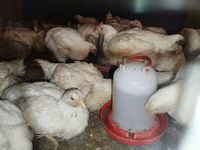 Chickens — الصورة 6
