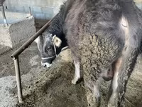 Bull, Swiss cattle — photo 3