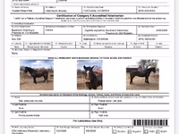 Hengst, Mustang — Foto 4