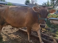母牛, Swiss cattle — 照片 1