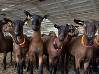 تيس, Saanen goat — الصورة 1