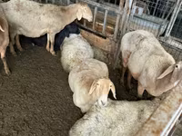 نعجة, Arashan sheep — الصورة 3
