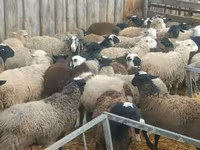 Widder, Hissar sheep — Foto 2