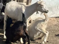 Ешкі, LaMancha goats — 2-сурет