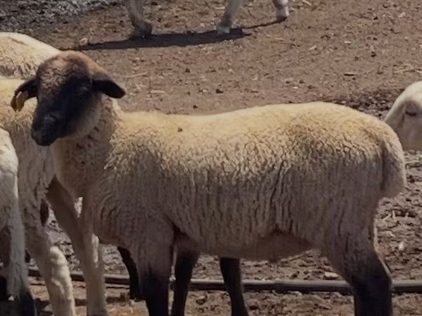 Қошқар, Hampshire sheep — Қазақстан