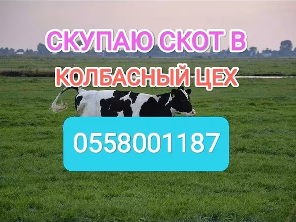 Бұқа, Голштин тұқымы — Қырғызстан
