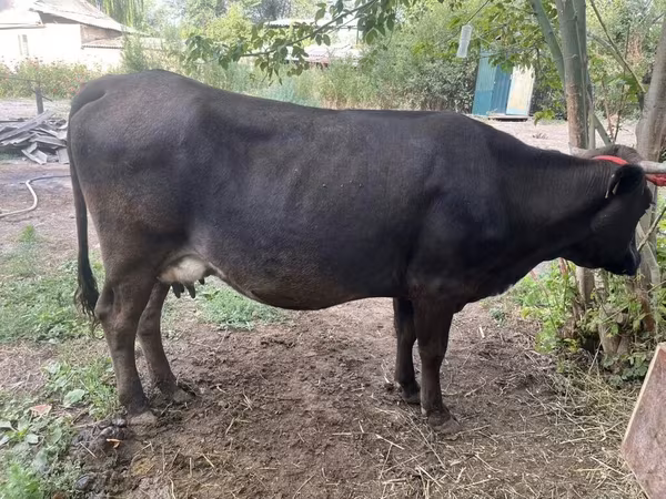 Сиыр, Ukrainian Brown Dairy Cattle
