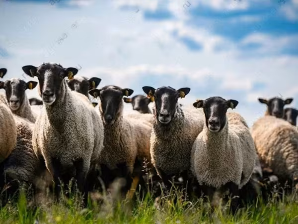 公羊, Hissar sheep
