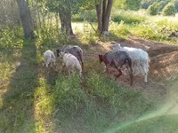 Ешкі, Kejobong goat — 2-сурет