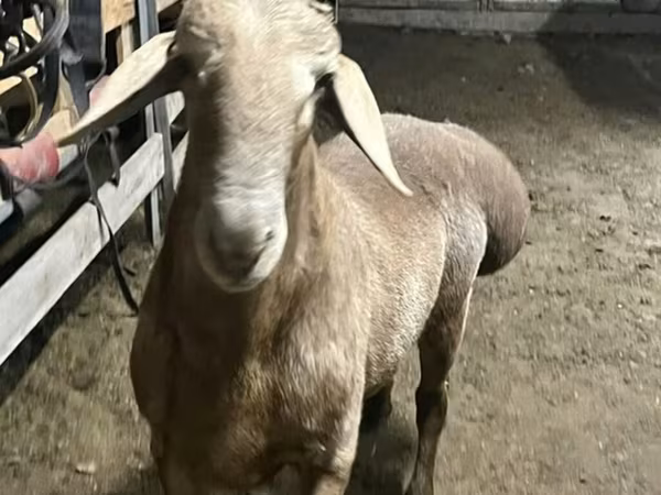 Carnero, Arashan sheep