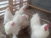 Chickens — Foto 5