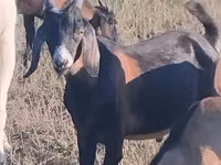 Теке, Nubian Goat — 1-сурет