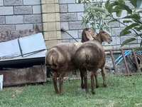 Schaf, Arashan sheep — Foto 2
