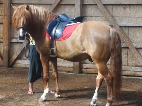 Hengst, Bashkir horse — Russland