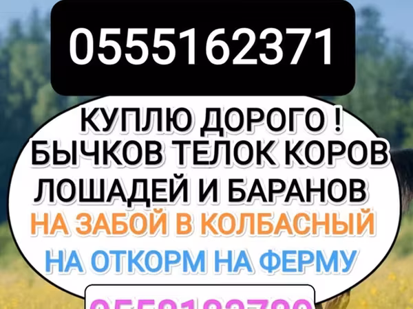 Бұқа, Ірі қара — Қырғызстан