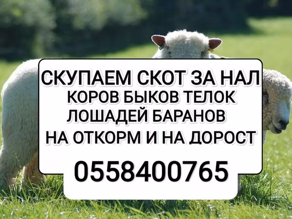 Бұқа, Ірі қара — Қырғызстан