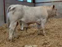 Бұқа, Charolais cattle — 2-сурет