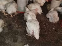 Chickens — الصورة 1