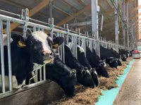 Kuh, Holstein-Rasse — Foto 2