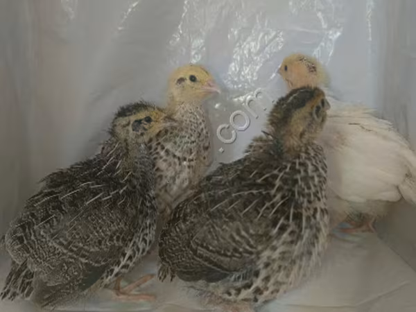 Quails