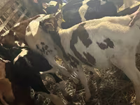 Toro, Simmental cattle — foto 4