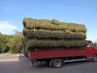 Кастра Кастра Сено в тюках (луговое/разнотравье) - Заготовка текущего — Foto 4