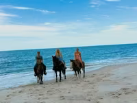 Stute, Quarter Horse — Foto 3