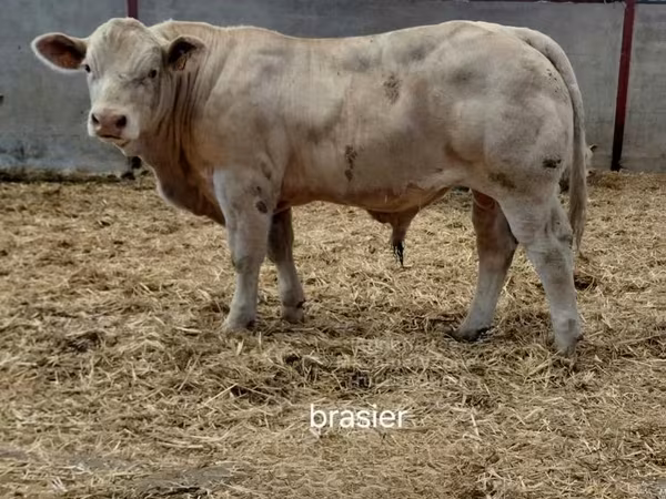 Бұқа, Charolais cattle