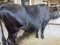 Cow, Holstein breed — photo 1