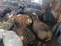 Sheep, Rhon sheep — photo 4