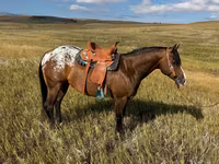 Айғыр, Horses of Sable Island — 2-сурет