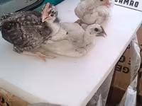 Chickens — الصورة 1