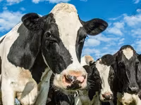 Toro, Russian Black pied cattle — foto 7