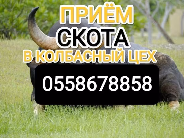 Бұқа, Ірі қара — Қырғызстан