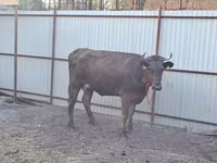 Сиыр, Swiss cattle — 4-сурет