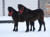 Hengst, American shetland pony — Foto 7